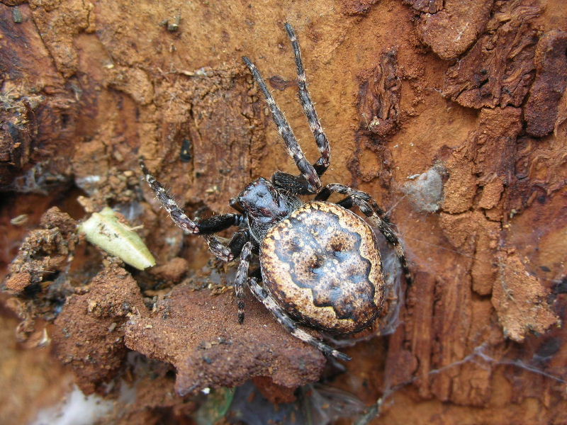 Nuctenea umbratica